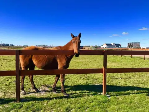 Campos De La Enriqueta