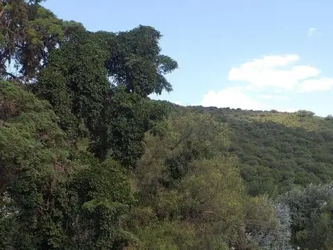 Venta Casa antigua Cruz Chica a refaccionar 1 hectarea frutales