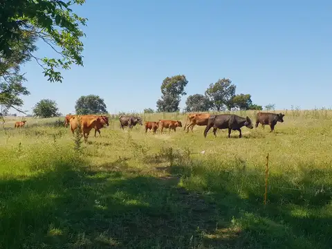 Terreno en Venta en Ireneo Portela, USD 450.000