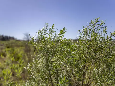 Venta de campo en Mercedes 9 has con casa a refaccionar