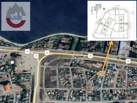 Los colibries n° 125