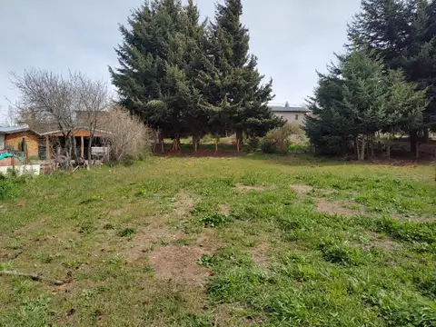 Los colibries n° 125