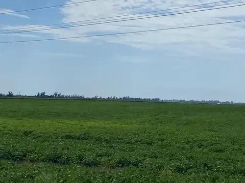 Campo agrícola de 50 hectáreas