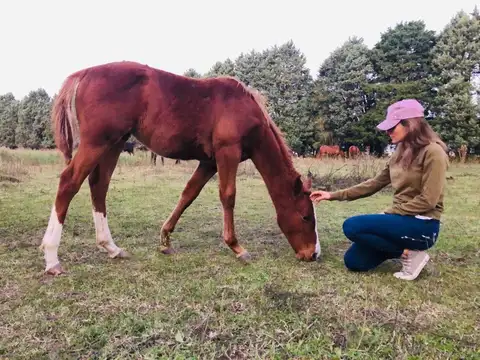 VENTA CAMPO 10HA C 2 CASAS GENERAL RODRIGUEZ POLO