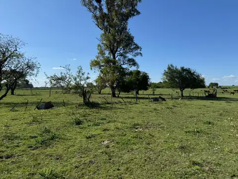 Vendo Campo de 4,2 hectáreas en Villa Elisa, Colón, Entre Ríos.