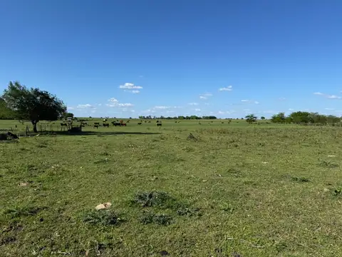 Vendo Campo de 4,2 hectáreas en Villa Elisa, Colón, Entre Ríos.