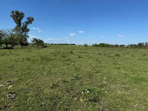 Vendo Campo de 4,2 hectáreas en Villa Elisa, Colón, Entre Ríos.