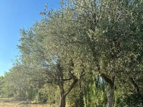 TERRENO EN LAS PAREDES