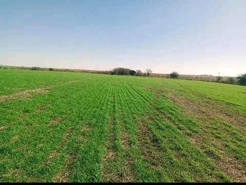 50 hectáreas entre Hernández y Betbeder