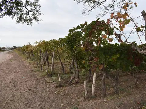 FINCA A LA VENTA SAN MARTIN