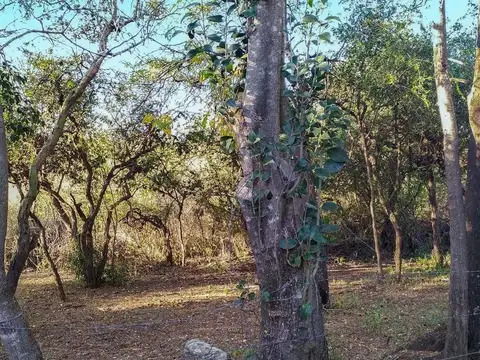 Púlica a metros de ruta Nº 14