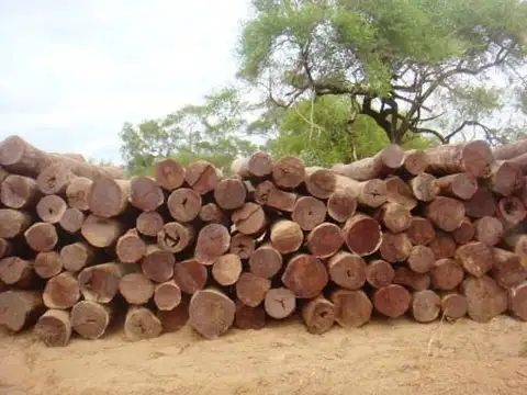 (OTG-OTG-409) Campo - Venta - Paraguay, MONANIA AL NORTE DE FILADELFIA - 120 KM DE FILADELF...