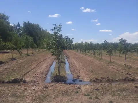Venta de campo en San Rafael, Mendoza