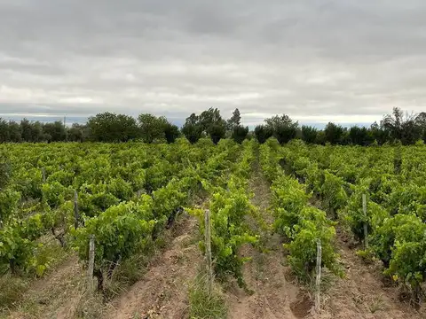 Venta de finca. Costa de Araujo. Lavalle