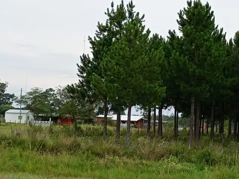 Altinia S.A - 41.000 has - Ituzaingó - Corrientes