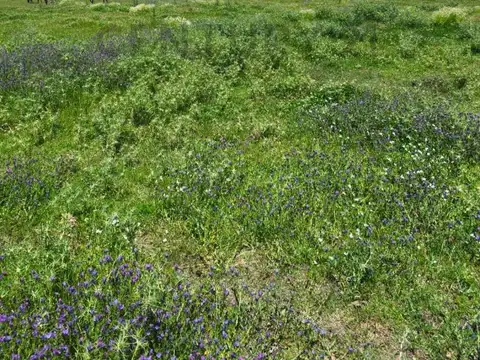 VENTA LOTE DE 1 HECTÁREA EN EXALTACIÓN DE LA CRUZ -OP0RTUNIDAD