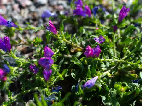 Los Cerezos de Open Door Lujan Lote 3 Escritura-Gas Natural