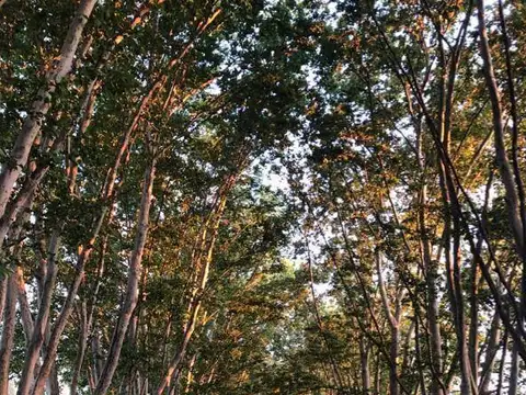 Lotes en venta en Brandsen