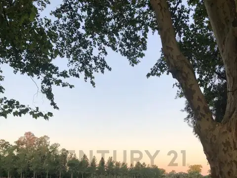 Lotes en venta en Brandsen