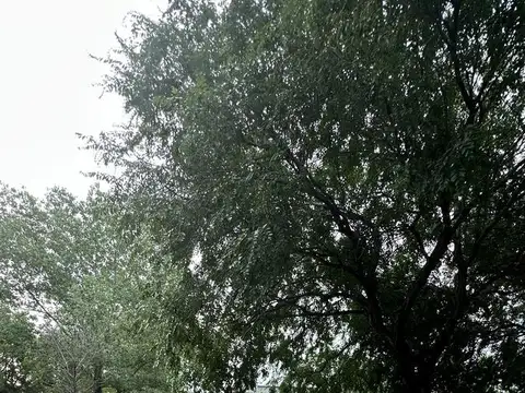 Terreno en Venta 15  mts Frente