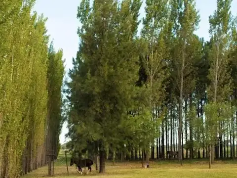 Pinares Del Sur - Ao 12 Y Rn 18