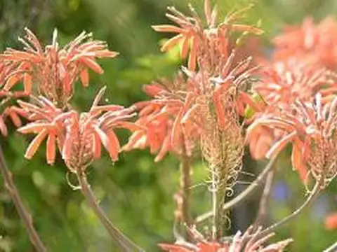 Terreno en Bella Vista