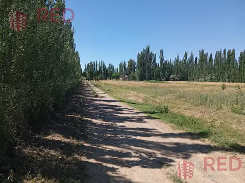 Vende Chacra con produccion Activa en Cinco Saltos