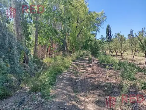 Vende Chacra con Producción Activa de Almendras en Cinco Saltos