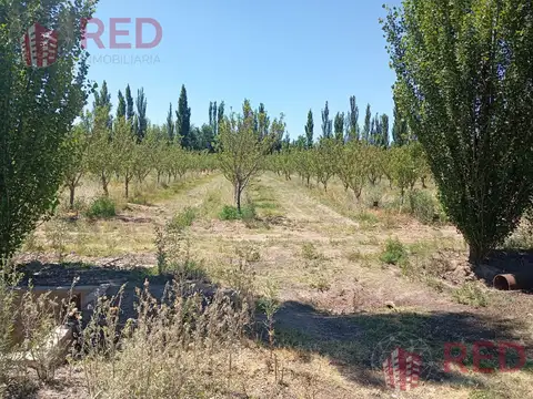 Vende Chacra con Producción Activa de Almendras en Cinco Saltos