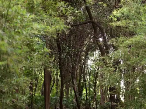Don Bosco S/N, Rodeo del Medio