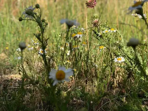 Campo en venta - 1 Ha - Trevelín