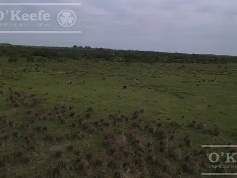 Campo Ganadero en venta - Calchaqui 1200 Has - Con frente sobre ruta