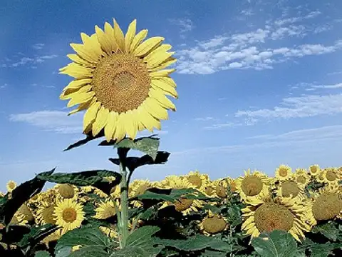 Sobre ruta, agrícolas. FINANCIACIÓN