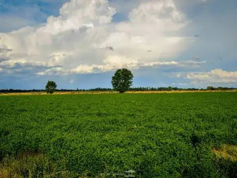 Campo en Venta de 240  ha
