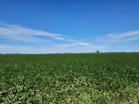 Campo de 21 HA / Camino Real Espinillo - Gobernador Castro, a 4 Km de acceso Mansilla