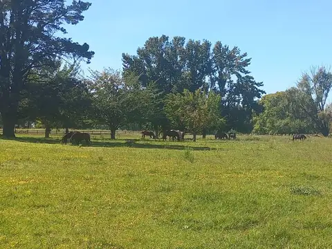 avenida mitre e isla belgrano Fatima