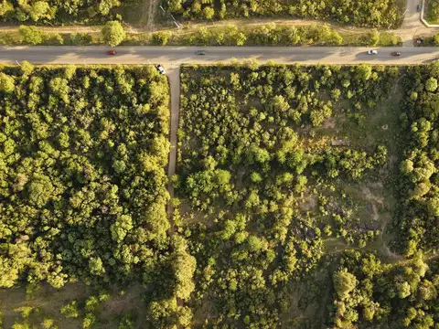 FERMIN ROMERO Y LAS DALIAS