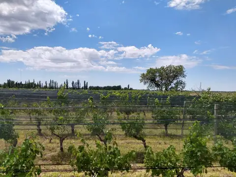 Quinta en venta - 4 Dormitorios 2 Baños - Cochera - 150.000mts2 - San Rafael