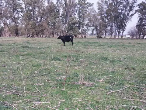 CHACRA EN VIRREY DEL PINO