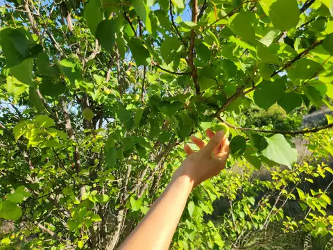 CASA CON AMPLIO TERRENO