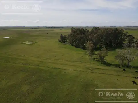 CAMPO MIXTO EN VENTA DE 200 HAS - FACIL ACCESO , CERCA DE BS.AS. - CHASCOMUS