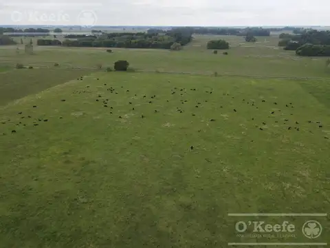 CAMPO MIXTO EN VENTA DE 200 HAS - FACIL ACCESO , CERCA DE BS.AS. - CHASCOMUS