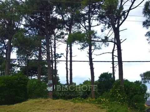 BOULEVARD Y PASEO 143