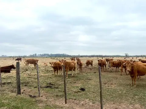 Campo en Venta de 231  ha