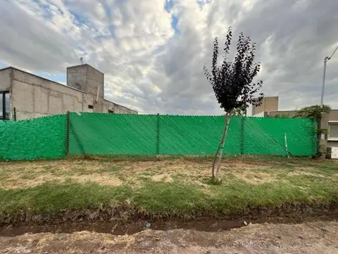 Godofredo Paladini 12500