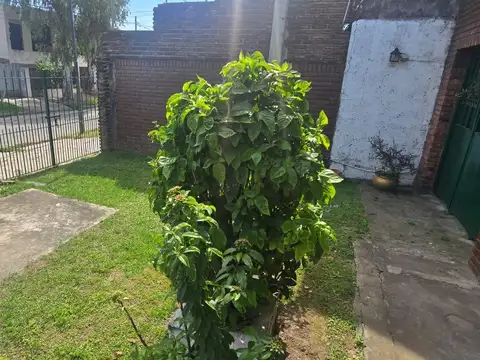 Emilio Mitre al 8800