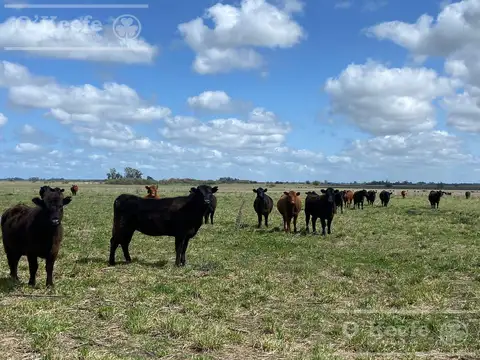 Campo en  venta 280 has Magdalena