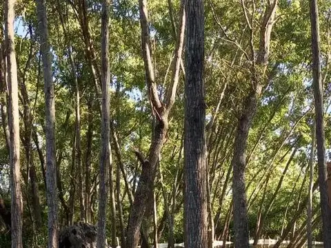 Río Paraná de las Palmas