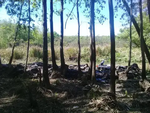 Río Paraná de las Palmas