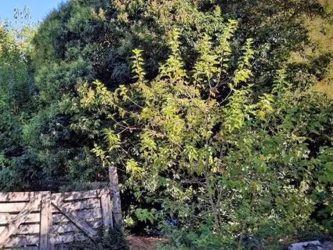 Terreno en Venta 8,66  mts Frente